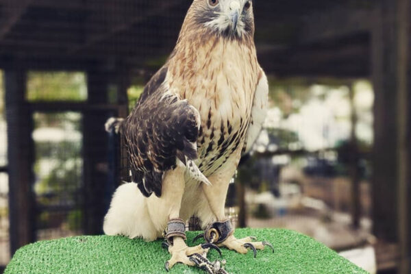 eagle1
